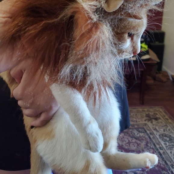 ♧ Pet Costume, XS, new - Picture 3 of 7